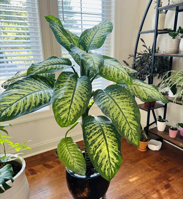 “客厅五不放	，人旺家也旺	”，客厅再大，都别摆放5种“倒霉花”