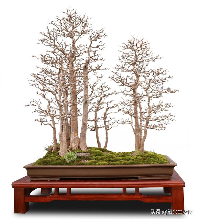 2025绍兴盆景艺术展10月亮相嵊州！邀您共赴一场视觉盛宴