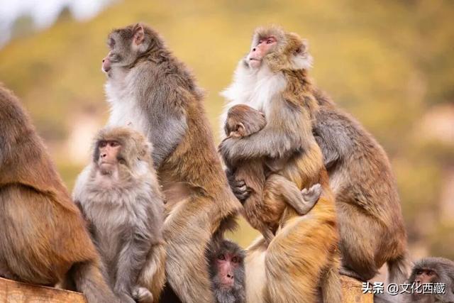 “冬游西藏”限时福利！林芝A级景区免门票啦！完整名单速领→