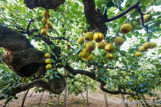 【乐游烟台】逛遍烟台，我最喜欢的慢节奏小城出现了→