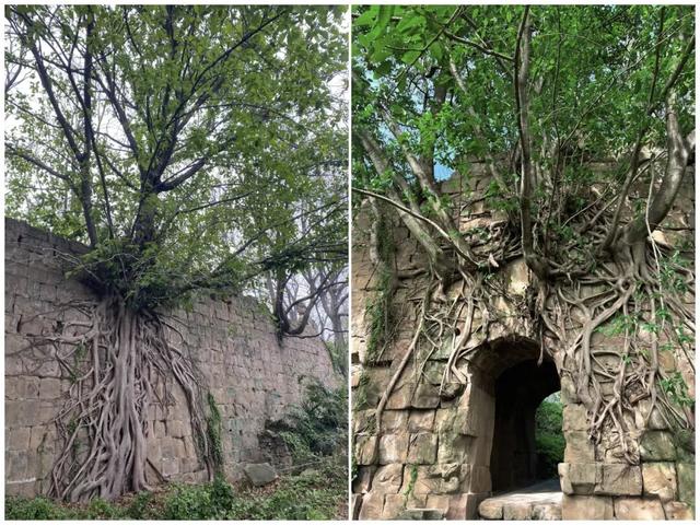 重庆北碚闹市竟藏有一座古寨，设有瓮城，被网友称为"重庆吴哥窟"