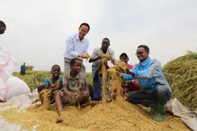 中国帮布隆迪种水稻，结果种的太好，撕毁了西方国家的伪善图片