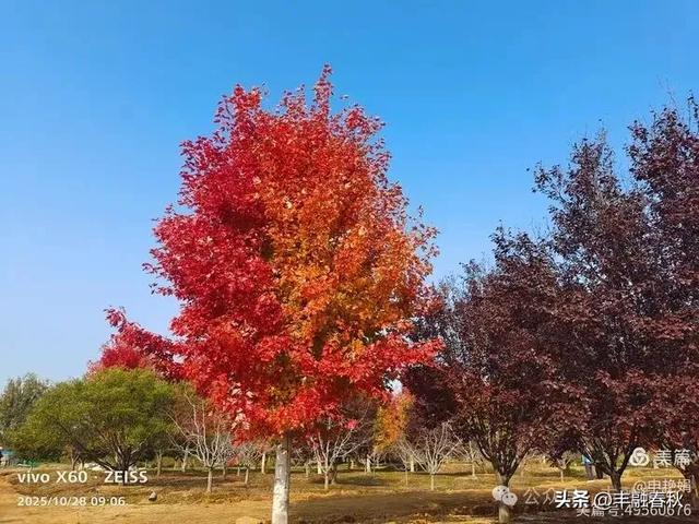 丹枫映秋，枫彩满楼｜申艳娟