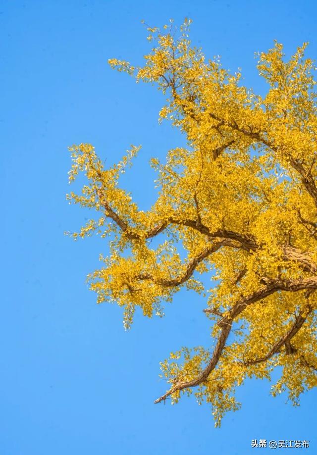 周末去打卡丨“杏”会！颜值高峰来了！