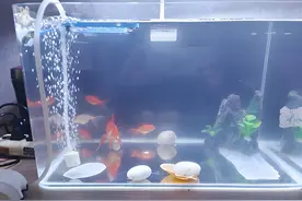 鱼缸水白浑？别慌，大多数情况下能自己恢复图片