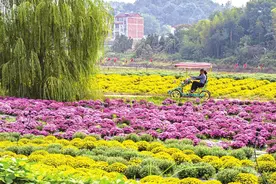 组图丨大美临湘菊韵桃林图片