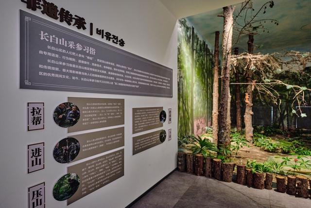 吉林清河有一座澳洋野山参博物馆，藏品丰富，解锁人参的奇妙之旅