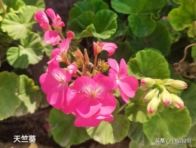 兰州兰山公园赏八宝花及游园记