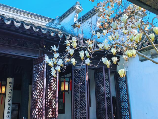 玉兰花开，网师园尽显中式浪漫