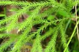 腰椎间盘突出的人，痊愈后为什么有的人说能做重活？有的人说不能图片