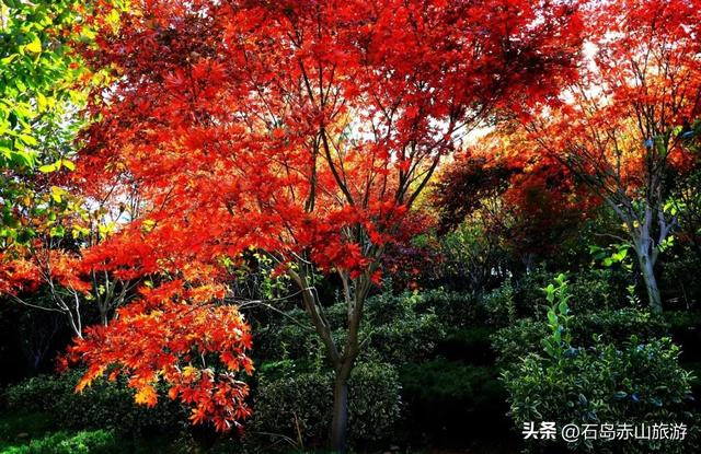 赤山观叶录：一片红叶见山海