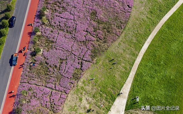 山西襄汾：波斯菊花开 美景醉游人