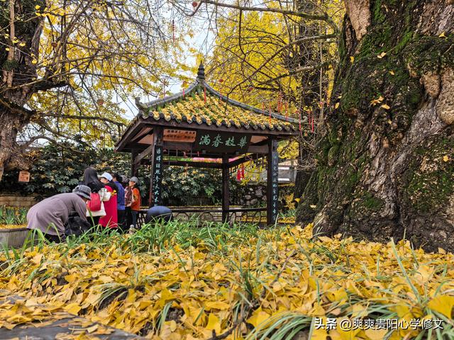 古村金叶醉游人 修文大木村古银杏群落初冬展韵