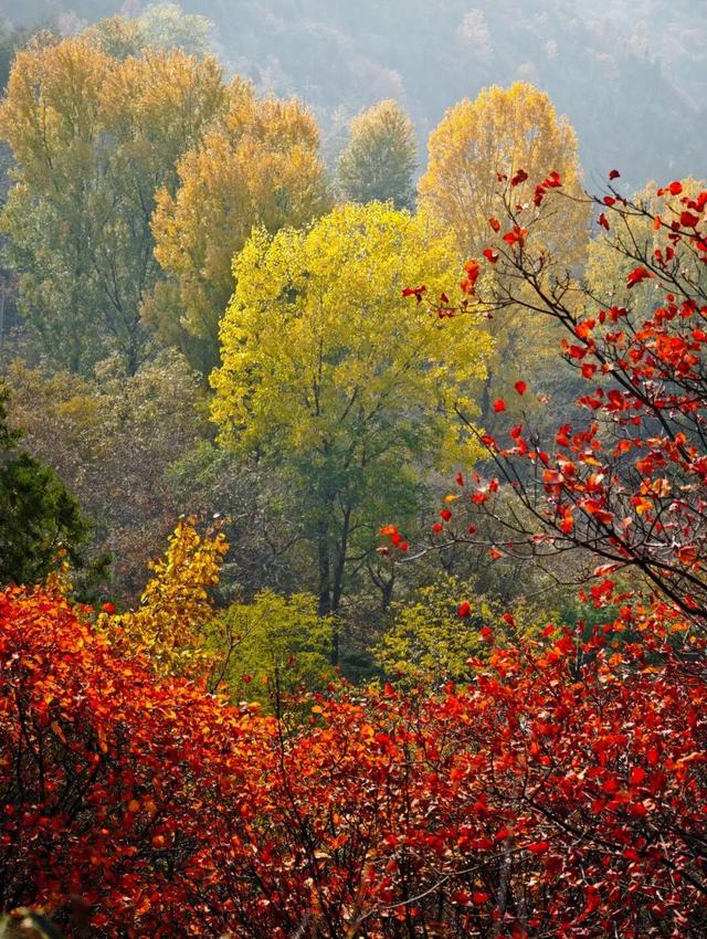 The Qinling Mountains in painted splendor｜秦岭彩叶大赏，美到“巅峰”