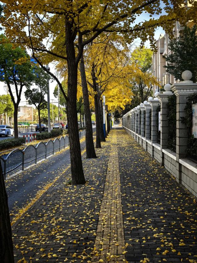 这“落叶不扫”究竟是谁提出来的？实在太过分啦！