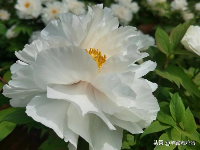 做几天洛阳人——游河南洛阳赏牡丹芬芳 总体概述（四）