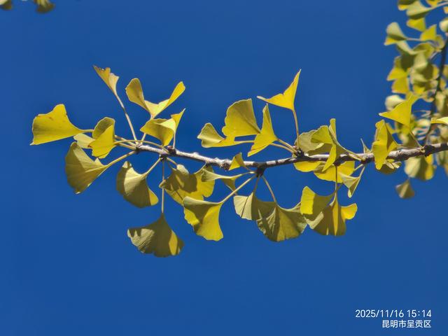 春融公园银杏黄金大道，免费打卡“冬日黄金雨”