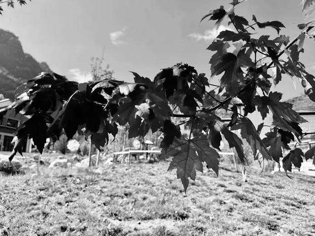 去捕捉秋的痕迹，一键点亮贵清山遮阳山景区的秋天！