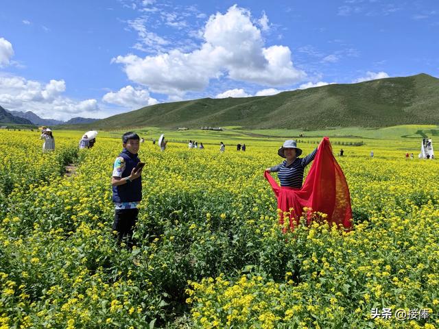张传禄：门源油菜花印象记