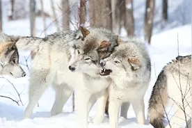 拼杀与妥协：雪原狼与东北虎，在林海雪原中的生存之战|故事图片