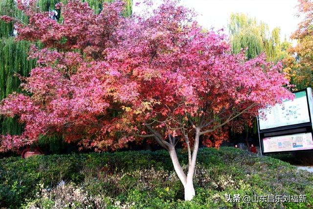 我在昌乐西湖公园拍到的游客