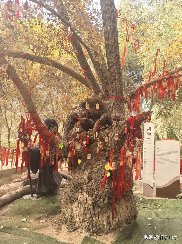 2025环南疆沙漠铁路背包自由行日记(4)——游览泽普金湖杨景区