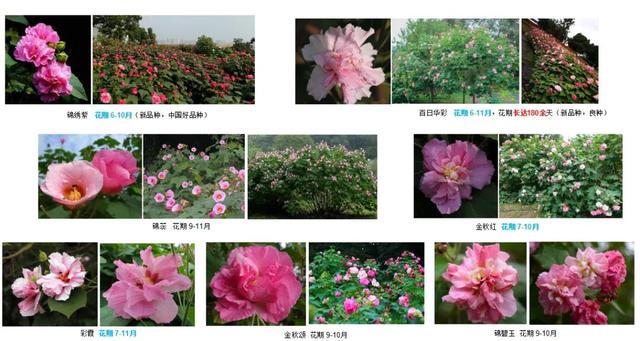 发现·公园城市 | 上天入地进万家 满城繁花绽芳华