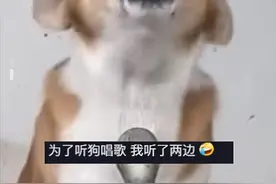 狗狗会唱歌？比人唱的还好听？网友评论笑死了😂图片