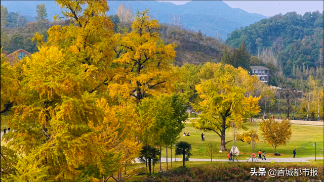 文旅融合绽新颜 | 千年银杏谷激活旅游发展新动能