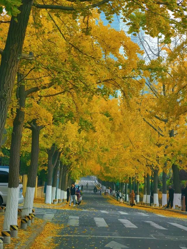 山东:时至初冬,银杏正当时