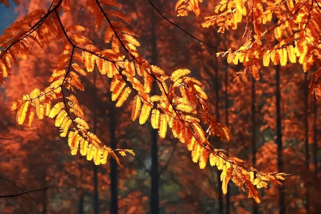 【联动宣传】别再问11月去哪了，来陇南吧！