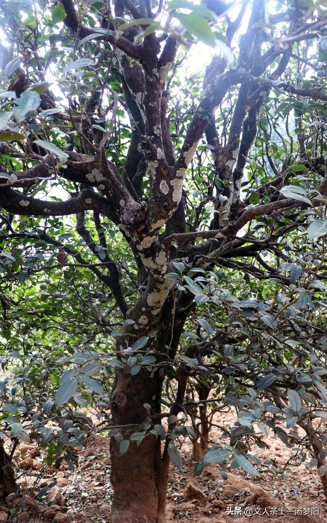 【壹山壹味】第 35 期：赛冰岛的小户赛