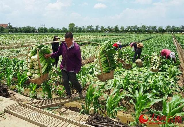 繁制全国6成蔬菜种子！为什么这里租金5000元/亩菜农也愿来种菜？