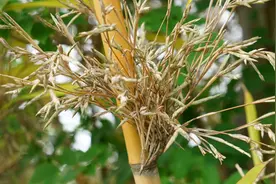 “竹子开花，马上搬家”！竹子突然开花，对人类到底意味着什么？图片