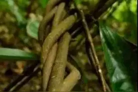 葛gǎ条——野葛——葛根图片