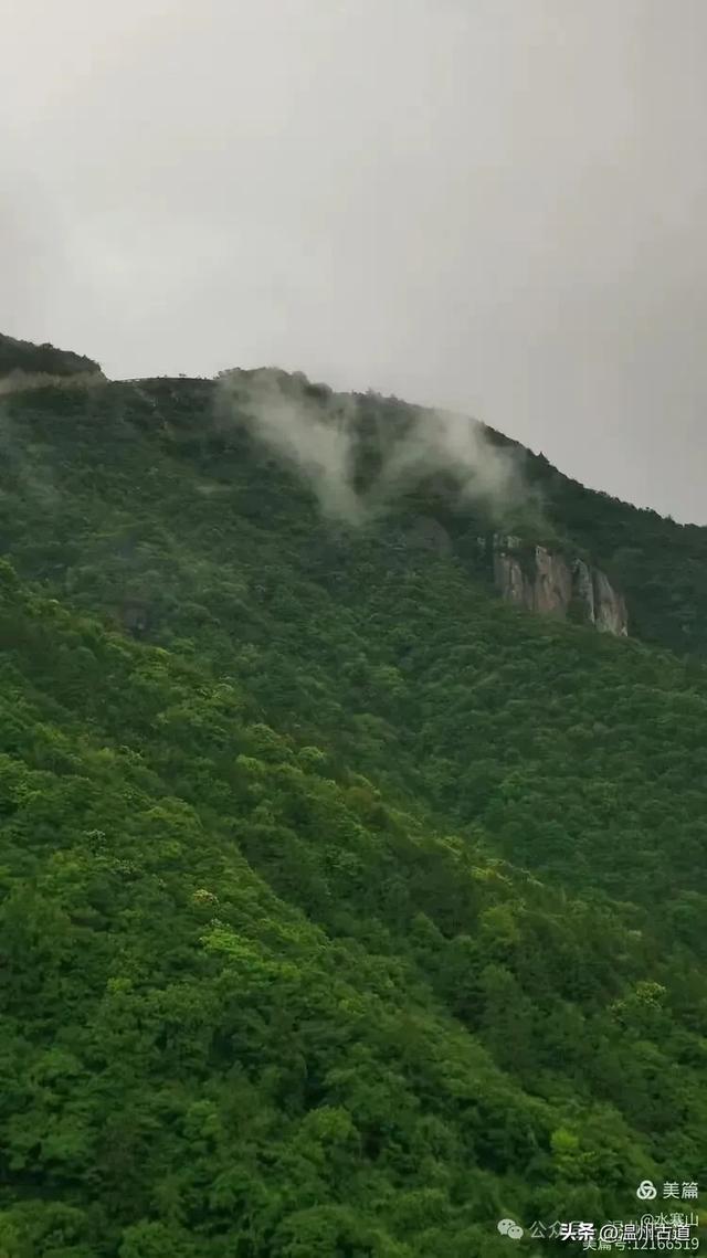 打卡最美风车花海！台州这个森林公园的夏天最烂漫，你可去过？