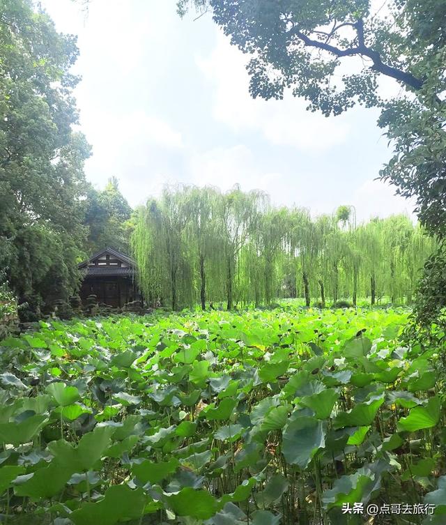 成都最出名的桂花观赏地，超级低调，桂香四溢，地铁公交车直达！