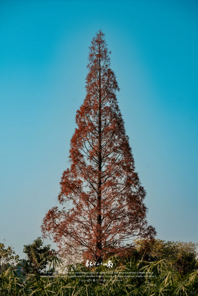 快收藏！成都秋天唯一想去N次的公园，小众超出片，就在郫都区！