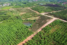 孝感孝昌：三年内将建设213个“万树村” 实现生态价值带动经济发展图片