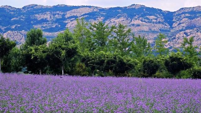 田曦薇、胡一天打卡西海岸！约你来玩！