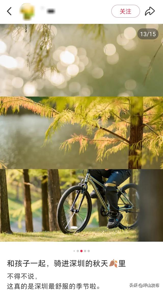 看完你的 看你的，坪山这片格桑花海承包你的秋日治愈感！