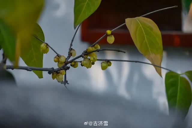 济南第一波蜡梅开了！这些赏梅地，赶紧冲！