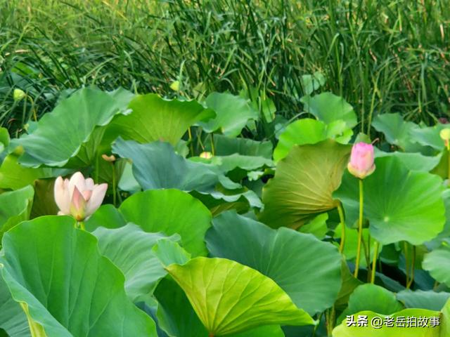 郑州市西流湖公园时下正是赏荷花观芦花的绝佳时候