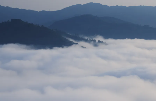 云南大姨被蜜蜂狂蜇，满脸蜂刺求助，过路司机惊呆，网友直呼惊险
