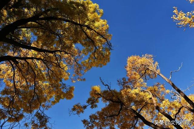 太美了！假如初冬去拉萨，请一定要来这里打卡！