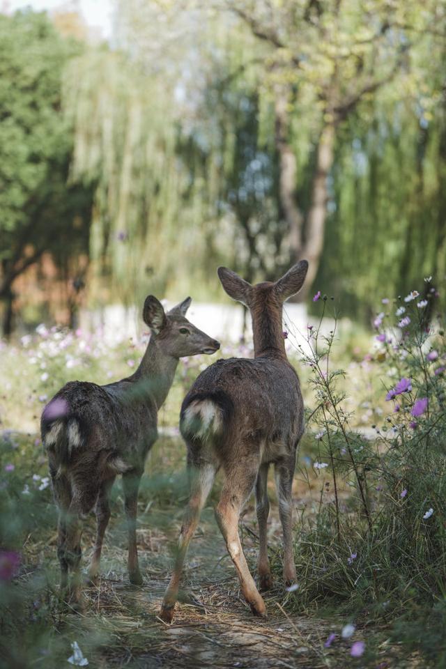 “吴所谓”“越美丽”“钱多多”“王富贵”！吴越文化公园上新“萌鹿F4”