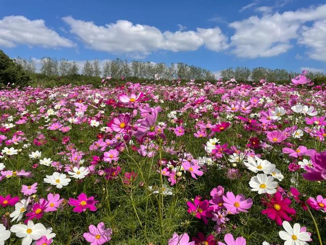 苏州夏日赏花地图来了！你最想去哪里？