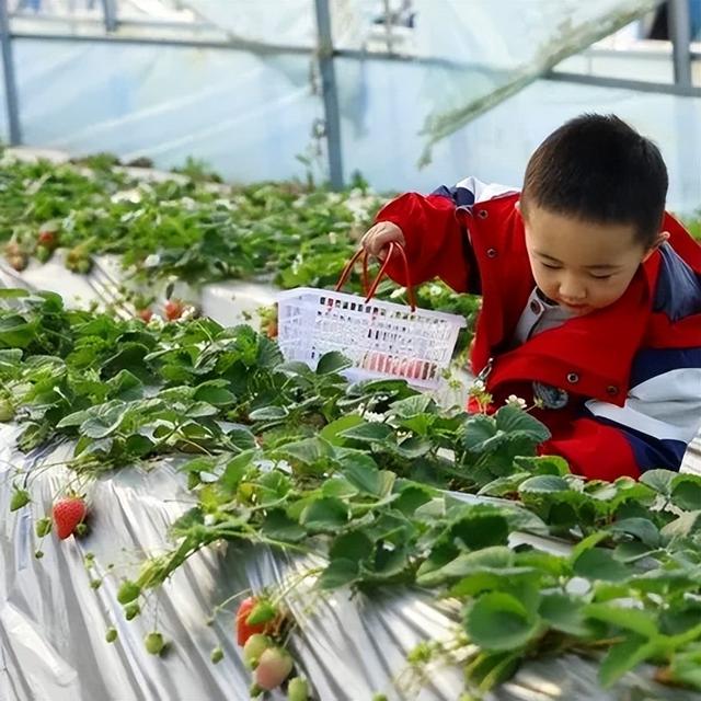 运城周末遛娃天花板！亲子采摘甜翻时光～