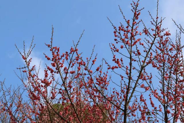 限定！快到这里领桐梓冬日“梅”好！