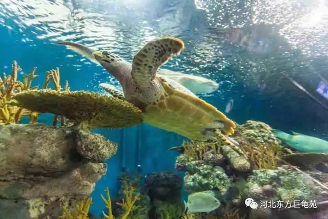 万平雪场+专业配套！这里已开园！解锁冬日速度与激情！